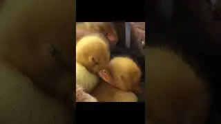 Cute baby ducks 🐤 #duck #ducks #ducky #babyduck #babyducks #cuteanimals #shorts