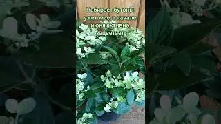 💮🌿💚#hydrangea Polestar #гортензияметельчатая #plants #flower #цветы #цветение #garden #сад