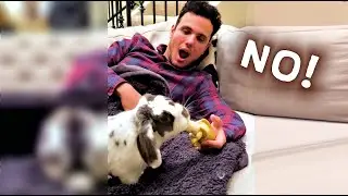 Pretending to fall asleep with Banana in my Hand. What will my bunny do?