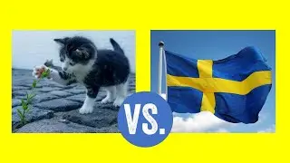 Redbubble: Cats vs. Sweden