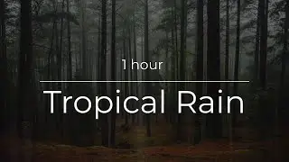 Tropical Rain Soundscape for Stress Recovery & Nap Time