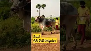Beast RK gari Bull's Vetapalem