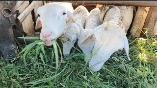 Satisfying Morning ASMR 🌿 Goat Enjoying Fresh Grass &ndash; Relaxing, Crunchy & Refreshing!