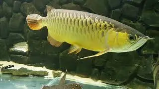 Арована (Red Tail Gold Arowana)