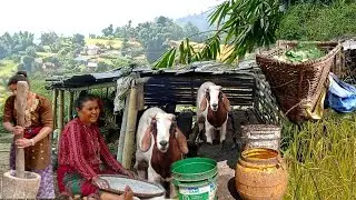 Traditional Nepali Village Lifestyle || Living Traditional Life In Rural Nepal || Db Limbu