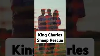 Rescuers of King Charles' sheep are going to trial for allegedly &ldquo;causing unnecessary suffering.&rdquo;