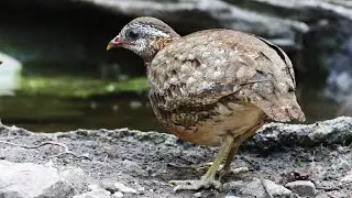 Green-legged Partridges drinking at Kaeng Krachan National Park | Birding in Thailand