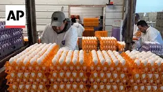 How bird flu and climate change could lead to higher egg prices this holiday season