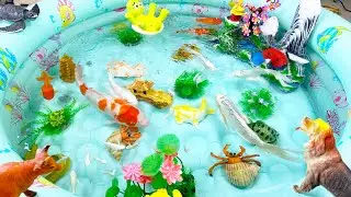 Amazing Put fish in the float,sharks,dolphins,sea creatures,Slipp vakre prydfisk,marint liv,koi fisk