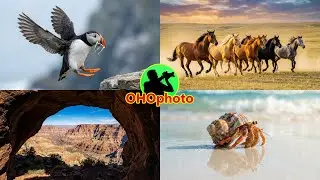 Puffins Bird, Grand Canyon, Wild Horses, hermit crabs Images & Videos, Nature by OHOphoto