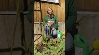 Невероятно пышное цветение роз гарантировано! Уход за розами весной