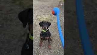 Брюс в собачьем парке!