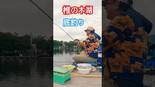 へらぶな釣り動画です🎣今回は初めての椎木湖🎣どうなることやら😅 #fishing＃ヘラブナ釣り #底釣り #椎の木湖 #shorts