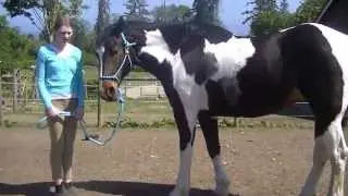 Harmonious Horsemanship Clinic- Jodine Carruthers