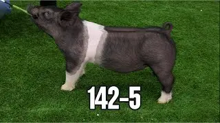 142-5 Belted Barrow