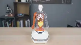 My Body Voice Pedia - Human Body Anatomy Model - Learn Your Organs