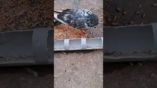 kabutar bimar ho gya is ka ilaj btao plzz