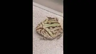 Pacman frog using legs to lure minnows