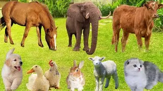 Cute Farm Animals: Cow, Horse, Sheep, Duck, Dog, Cat, Rabbit, Pig, Chicken-Animal Sounds