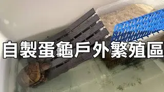 自製紅面蛋龜戶外產卵區【九桃養爬蟲】