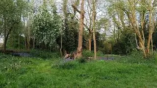 New Frankley's Hidden Oasis: Birdsong at Gannow Moat