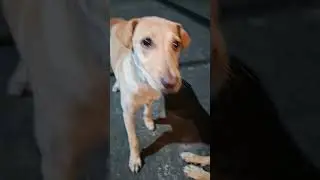 почему собаки следуют за мной