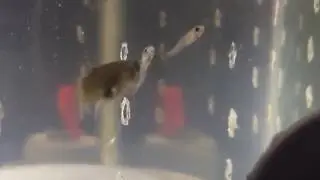 Alevinos de guppy e lebiste selvagem