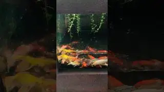 Koi Fish behavior during rain 😱😱 #india #fish #aquarium #trending