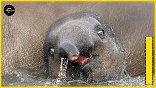 Elephant | Save the Baby Elephant in the Hole #ST. SOME