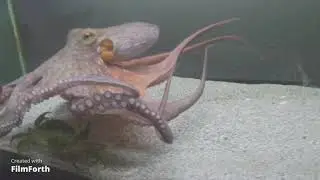 Mr Krabs Dies Money Money Money Ahhhh #Shorts