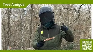 Safe Tree Removal - Tree Amigos Professional Tree Care - Lewes, East Sussex - 07729493611