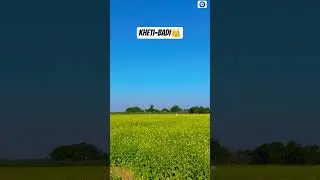 MUSTARD💥 #automobile #farming #viral #funworld #gaming #funny #massytractor