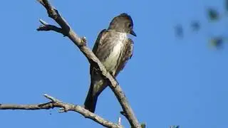 Olive-sided Flycatcher is a very neat bird.  by WillCFish Tips and Tricks.