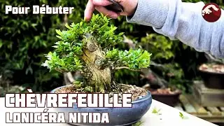 Chèvrefeuille en SHOHÏN - Pour débuter le Bonsaï - 🌱 NEJIKAN BONSAI 🌱