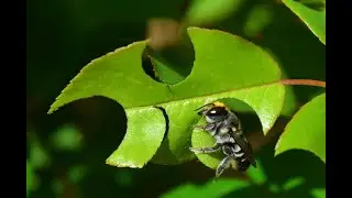Пчела-листорез (Megachilidae)