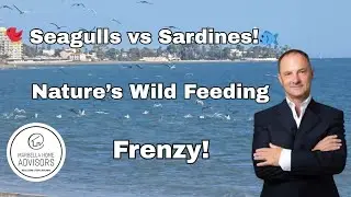 &ldquo;Seagulls and Sardines: A Mesmerizing Dance of Nature&rsquo;s Wild Feeding Frenzy&rdquo; 🐦🐟