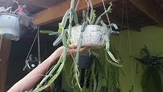 Cactos pendentes e outras plantas  dependuradas