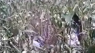 من تراث بني جماعه - صعده
