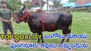 Top Quality Ongole & Punganur Cows For Sale || 9948457045