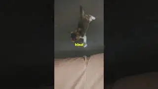 How Far Can a Cat Jump?