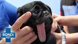 Pug's Tongue Is SO Long It's Hanging Out | Bondi Vet Full Episode