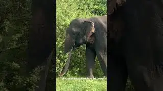 This is a male elephant in his musth period..