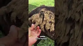 Algo lindo sobre las ovejas de reproducción  🐑 and goat 🐐🦋❤️🦤🦋🐏🐏🐏🐏🐏🐑🐑🐑🐏🐏🐏🐏