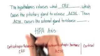 Steps of HPA axis - Intro to Psychology