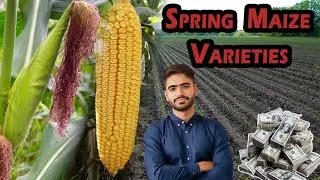 Top 5 Spring Maize Varieties for Maximum Yield in 2025