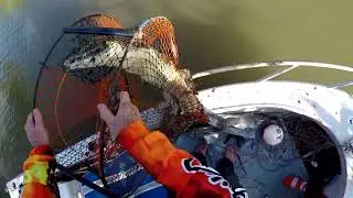 Croc in Crab Pot while fishing for Mud Crabs