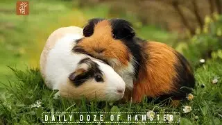&ldquo;A Day in the Life of a Happy, Well-Fed Hamster 🐹✨