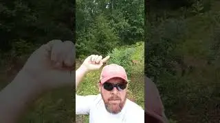 Blueberry mistakes that worked full video