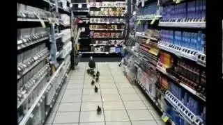 MOM AND HER DUCKLINGS GET HOME-WITH A LITTLE HELP FROM THEIR FRIENDS