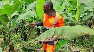 Devenir multimillionnaire dans la culture de la banane, sans vendre la banane